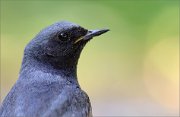 06_DSC3271_Black_Redstart_wait_for_search_53pc