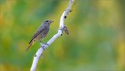 06_DSC6738_Black_Redstart_summertime_evenings_73pc