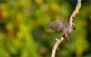 06_DSC6801_Black_Redstart_the_mystery_86pc