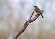 07_DSC0666_Black_Redstart_departure_mood_71pc