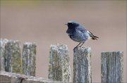 13_DSC6516_Black_Redstart_tail_deficiency_64pc