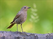 22_DSC4833_Black_Redstart_bliss_74pc