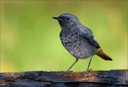 22_DSC8388_Black_Redstart_ghost_65pc