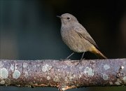 22_DSC8608_Black_Redstart_rigorous_70pc