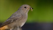 22_DSC8632_Black_Redstart_snack_50pc