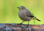 22_DSC9437_Black_Redstart_detached_61pc