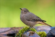 22_DSC9447_Black_Redstart_decent_71pc