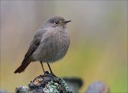 22_DSC9700_Black_Redstart_vague_71pc