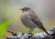 22_DSC9711_Black_Redstart_obscure_101pc