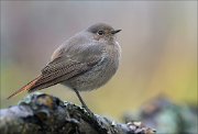 22_DSC9729_Black_Redstart_ambiguous_96pc