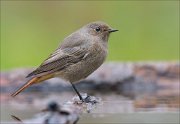 22_DSC9734_Black_Redstart_torpid_80pc