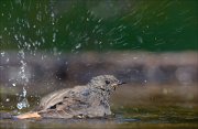 23_DSC7316_Black_Redstart_fluid_97pc