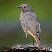 23_DSC7689_Black_Redstart_stature_163pc