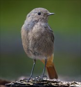 23_DSC7700_Black_Redstart_circum_140pc