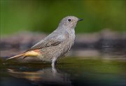 23_DSC9179_Black_Redstart_scorn_88pc