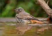 P1530376_Black_Redstart_bathing_with_reflection_68pc