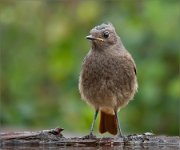 P1530475_Black_Redstart_juv_near_pond_52pc