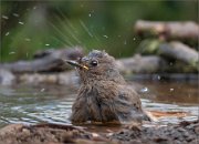 P1530485_Black_Redstart_bathing_with_splashes_56pc