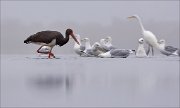 11_DSC8940_Black_Stork_sinking_32pc