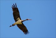 12_DSC9186_Black_Stork_ebon_57pc