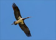 12_DSC9215_Black_Stork_smutty_96pc