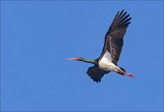 23_DSC2299_Black_Stork_iridescence_19pc