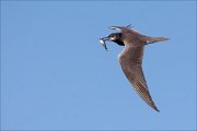 17_DSC7174_Black_Tern_hold_31pc