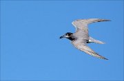 17_DSC7210_Black_Tern_fly_23pc