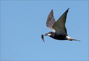 17_DSC7221_Black_Tern_fish_26pc