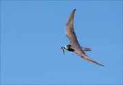 17_DSC7330_Black_Tern_loop_27pc