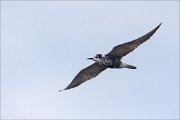 20_DSC3555_Black_Tern_desultory_41pc