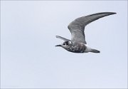 20_DSC3556_Black_Tern_falx_31pc