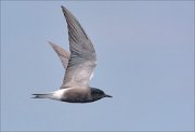 22_DSC1508_Black_Tern_streamline_47pc