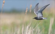 22_DSC1594_Black_Tern_depress_38pc