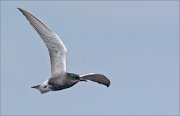 22_DSC1810_Black_Tern_spirited_36pc