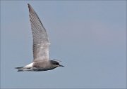 22_DSC1813_Black_Tern_flank_44pc