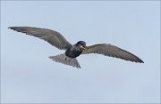 22_DSC1859_Black_Tern_whammy_41pc