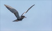 22_DSC1863_Black_Tern_predilection_44pc