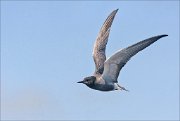 22_DSC1914_Black_Tern_rate_66pc