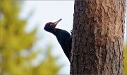 05_DSC6953_Black_woodpecker_omen_75pc