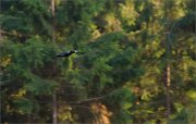 05_DSC6962_Black_woodpecker_fir_fly_71pc