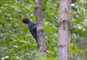 11_DSC7478_Black_Woodpecker_alder_65pc