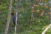 11_DSC7491_Black_Woodpecker_meeting_of_autumn_50pc