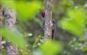 11_DSC7520_Black_Woodpecker_spying_62pc