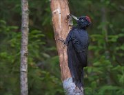 11_DSC7667_Black_Woodpecker_soggy_94pc