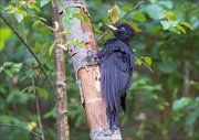 11_DSC7696_Black_Woodpecker_ruffled_81pc