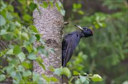 11_DSC7891_Black_Woodpecker_at_work_75pc