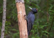 11_DSC7919_Black_Woodpecker_slouch_81pc