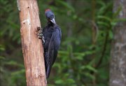 11_DSC7927_Black_Woodpecker_chisel_74pc