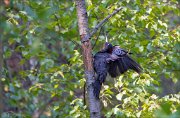 11_DSC8083_Black_Woodpecker_pray_to_50pc